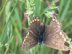 Polyommatus bellargus
