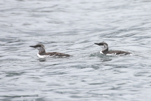 Common Murre