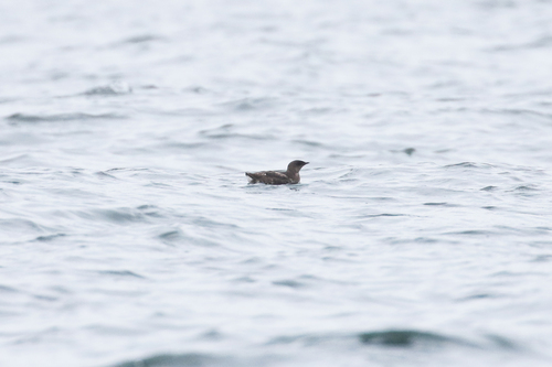 Marbled Murrelet