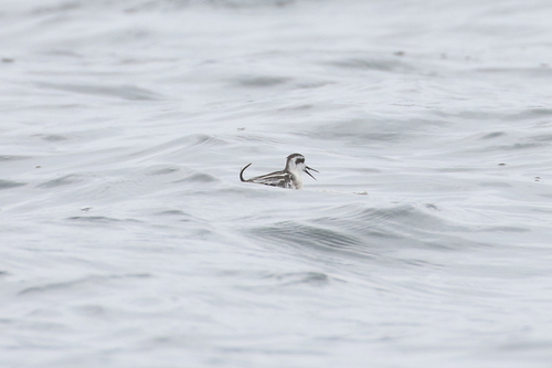 Red-necked Phalarope