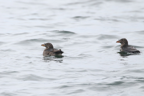 Rhinoceros Auklet