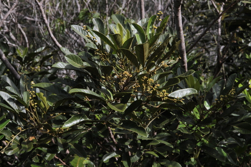 Didymocheton rufescens observed 2026-03-17