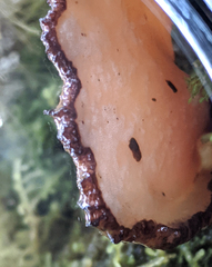 Polyporus nigrocristatus