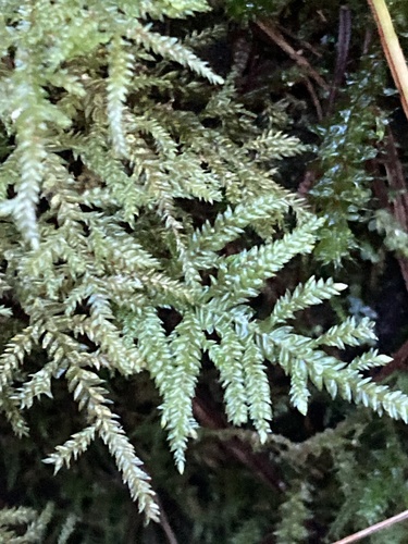 Camptochaete arbuscula observed 2026-07-28