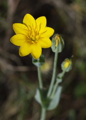 Blackstonia acuminata