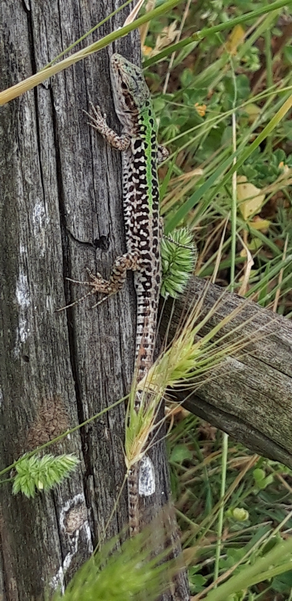 Northern Italian Wall Lizard (Podarcis siculus campestris)…