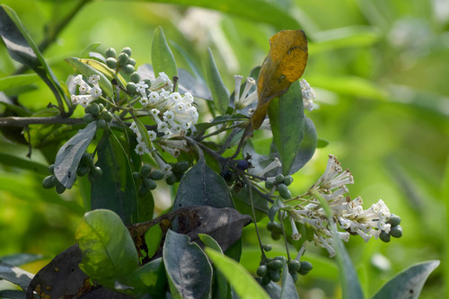 Image of Cestrum diurnum by (c) Rohit, some rights reserved (CC BY-SA)