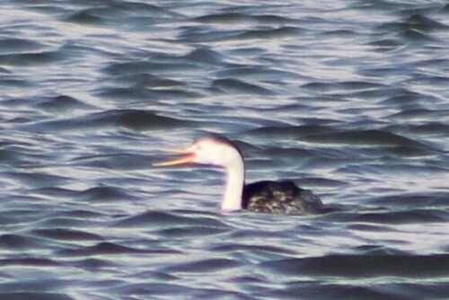 Clark's Grebe