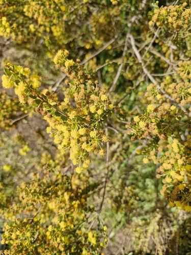 Hairy-pod Wattle