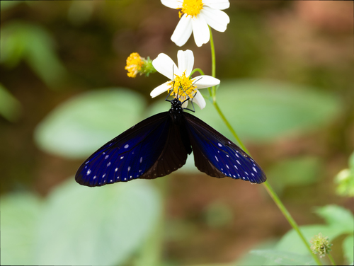 Striped Blue Crow