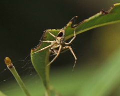 Oxyopes rubicundus