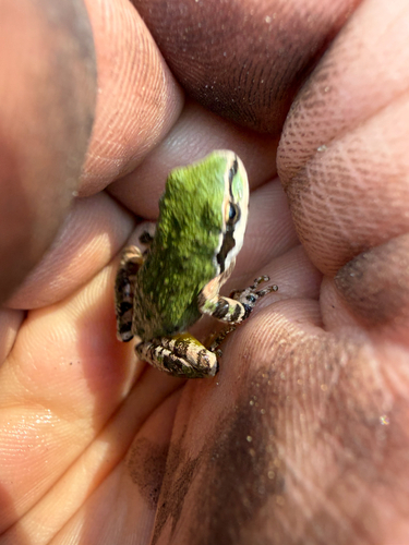 iNaturalist observation photo of Pacific chorus frog