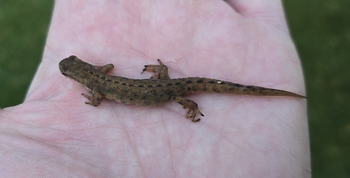Smooth Newt