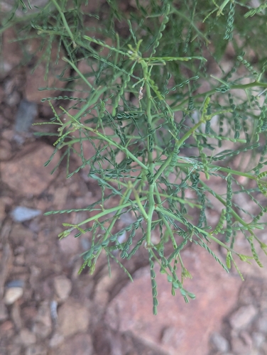 Parkinsonia microphylla, photograph 3