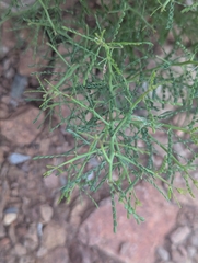 Parkinsonia microphylla, photograph (c) Rachel Stringham, some rights reserved (CC BY)