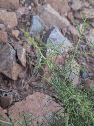 Parkinsonia microphylla, photograph 4