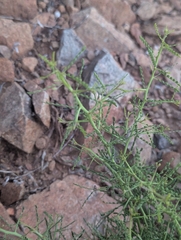 Parkinsonia microphylla, photograph (c) Rachel Stringham, some rights reserved (CC BY)