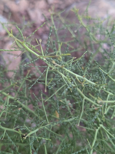 Parkinsonia microphylla, photograph 5