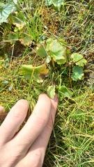 Micranthes nelsoniana