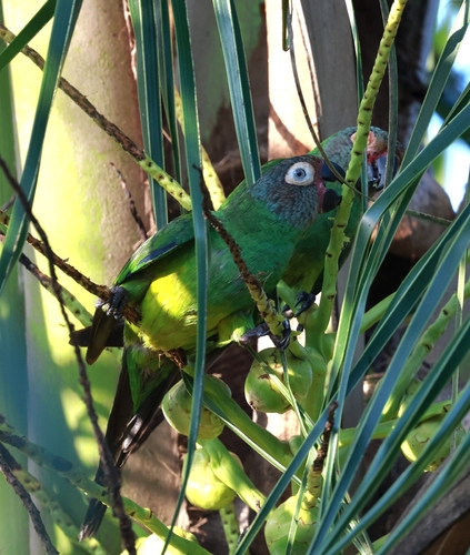 Dusky-headed Parakeet