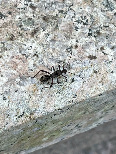 Riptortus pedestris