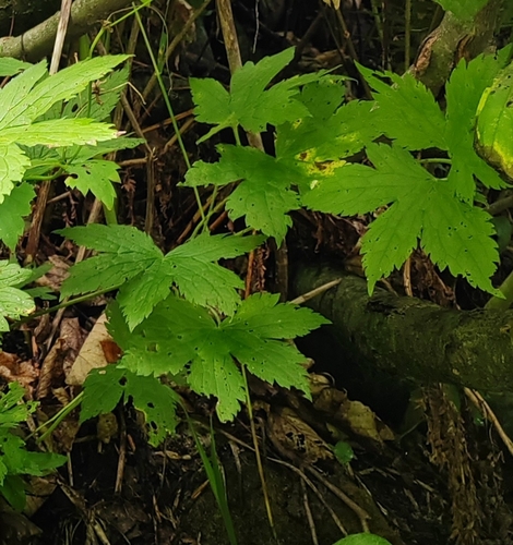 Geranium gracile, photograph 4