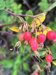 Rosa pisocarpa, photograph (c) Aden Sommerville, some rights reserved (CC BY)
