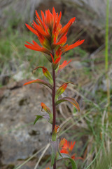 Castilleja pruinosa