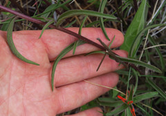 Castilleja pruinosa