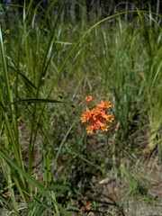 Asclepias lanceolata, photograph (c) José Garrido, some rights reserved (CC BY)