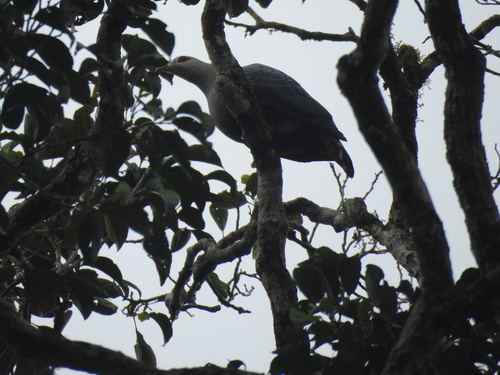 Ducula pinon observed 2026-08-31