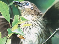 Spiny Babbler photo 4