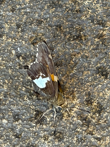 Silver-spotted Skipper