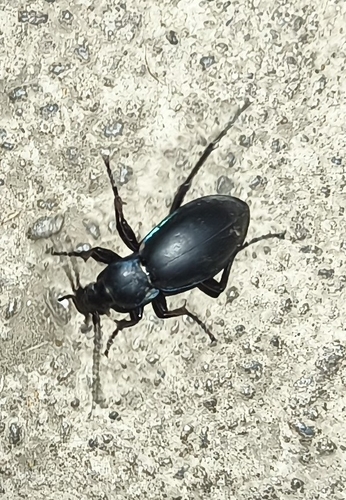 Violet ground beetle