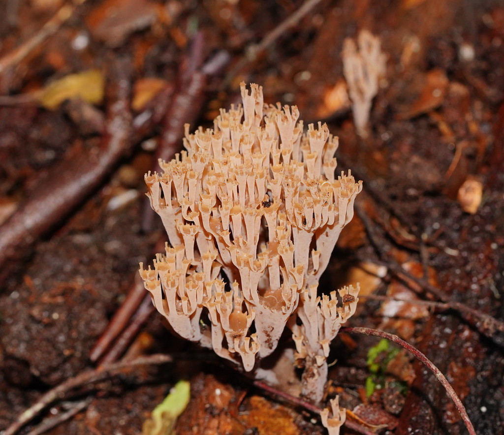 Artomyces austropiperatus