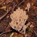 Artomyces austropiperatus - Photo (c) Reiner Richter, some rights reserved (CC BY-NC-SA), uploaded by Reiner Richter