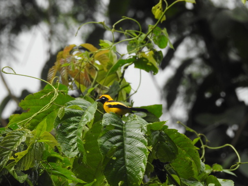 Carterornis chrysomela observed 2026-08-31