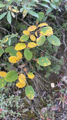 Salix vestita, photograph author not stated, no rights reserved