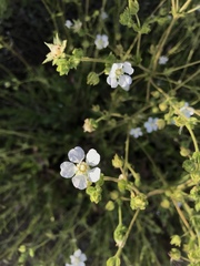 Horkelia truncata