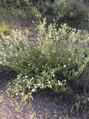 Horkelia truncata