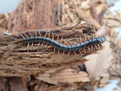 Scolopendra japonica
