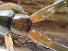 Scolopendra japonica