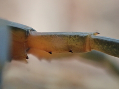 Scolopendra japonica