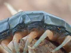 Scolopendra japonica