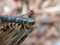Scolopendra japonica