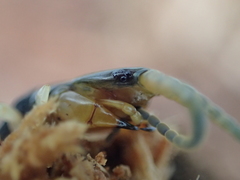 Scolopendra japonica