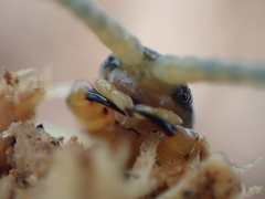 Scolopendra japonica