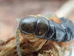 Scolopendra japonica