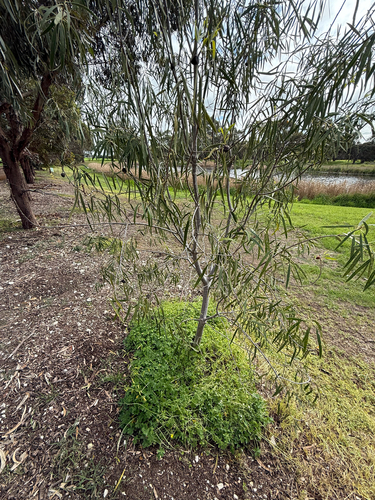 Native apricot