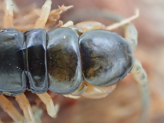 Scolopendra japonica